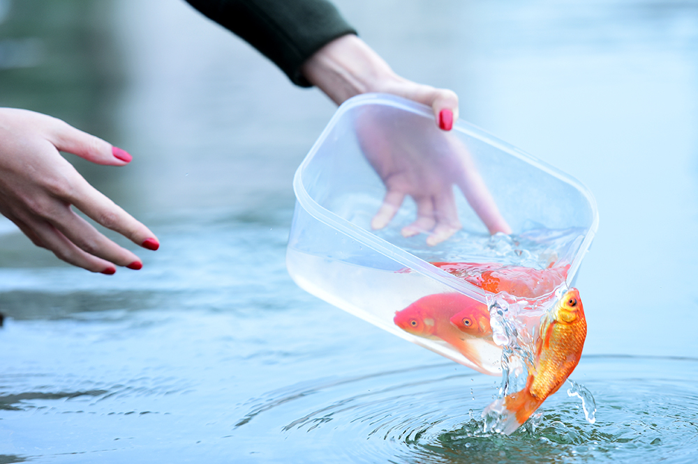 Thả cá ông Công ông Táo về trời