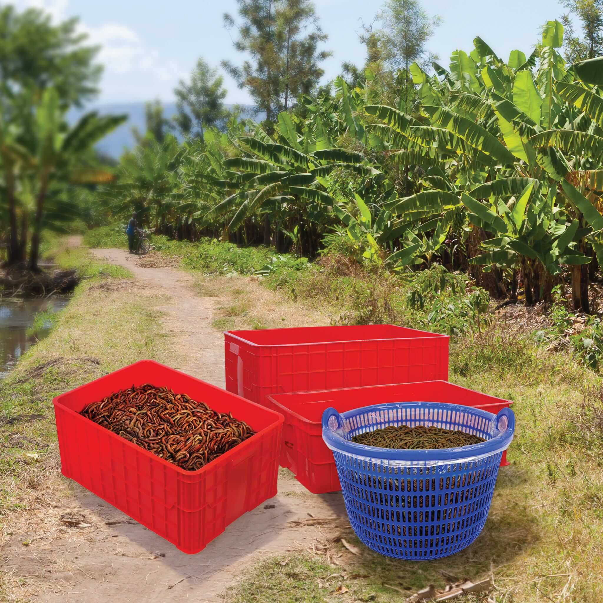 cách thu hoạch rươi